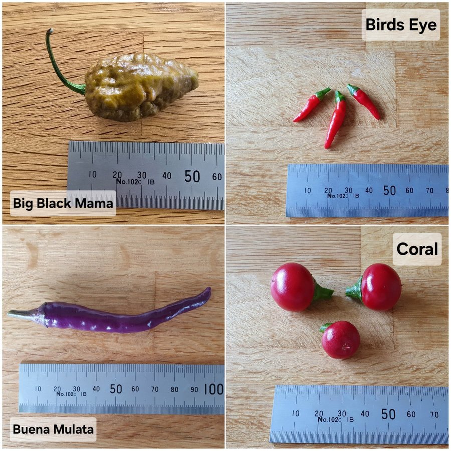 Chili Mix; 12 olika bl.a. X-Ray, Big Black Mama och Nagabrain Chocolate