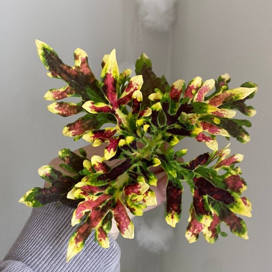 NEW HURRICANE *palettblad*coleus*