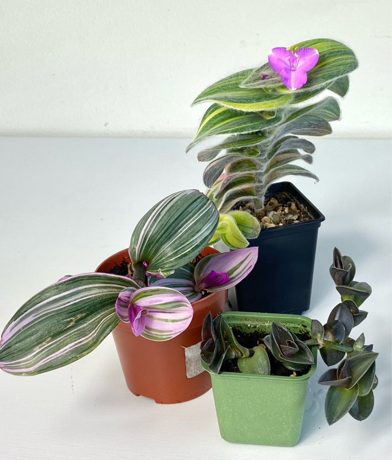 Tradescantia olika 3 st.för 80 kr. med HEATPACK