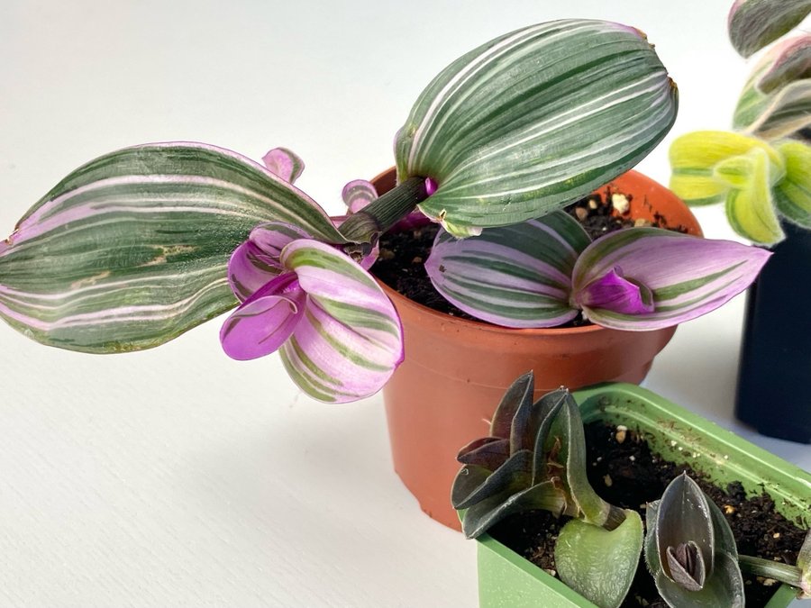 Tradescantia olika 3 st.för 80 kr. med HEATPACK