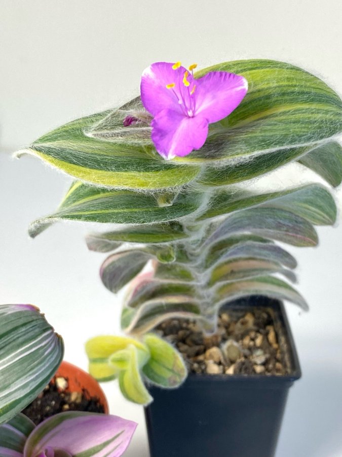 Tradescantia olika 3 st.för 80 kr. med HEATPACK