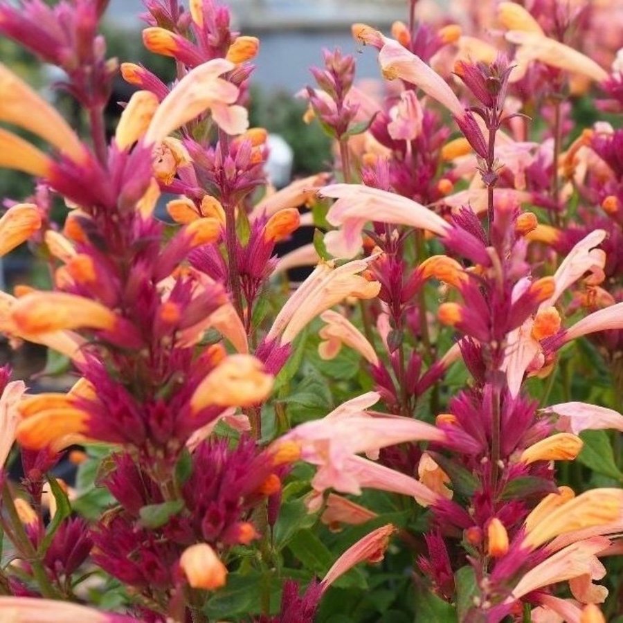 Sista !! Agastache 'Mango Tango'