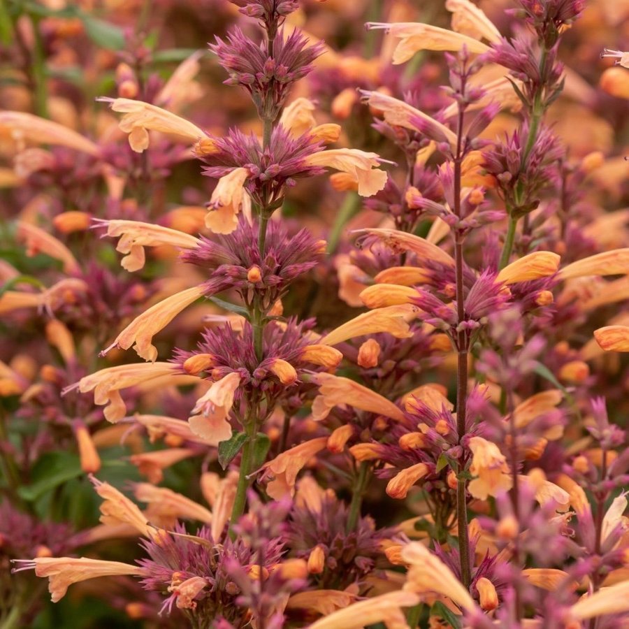 Sista !! Agastache 'Mango Tango'