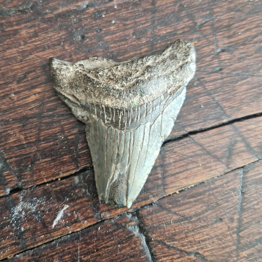 Megalodon tand