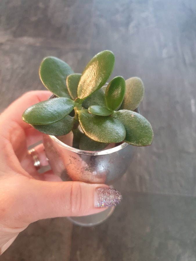 Liten planta Paradisträd, Crassula ovata