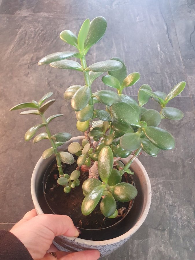 Liten planta Paradisträd, Crassula ovata