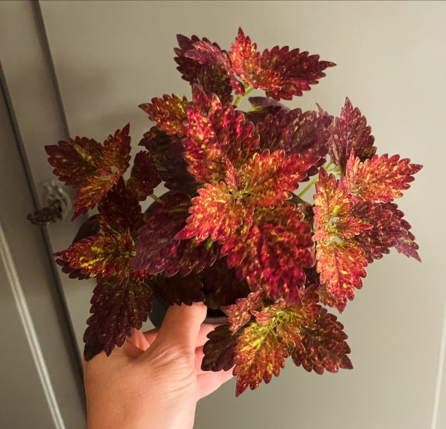 Red Pin stickling palettblad coleus