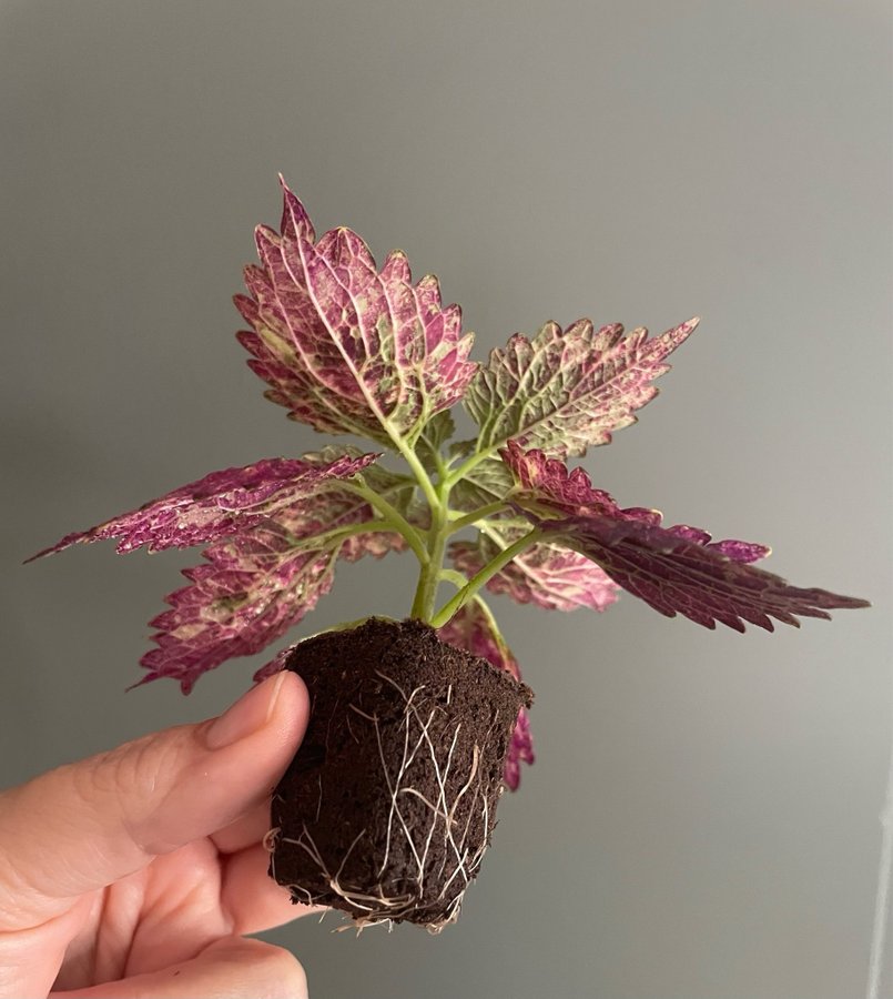 Red Pin stickling palettblad coleus