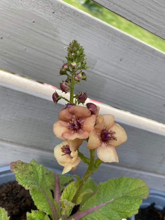 Kungsljus Southern charm Verbascum aprikos apricot fleråriga växt perenn planta