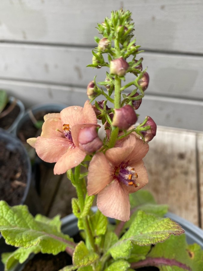 Kungsljus Southern charm Verbascum aprikos apricot fleråriga växt perenn planta