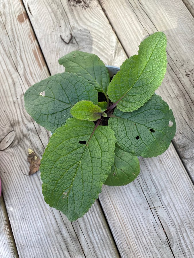 Kungsljus Southern charm Verbascum aprikos apricot fleråriga växt perenn planta