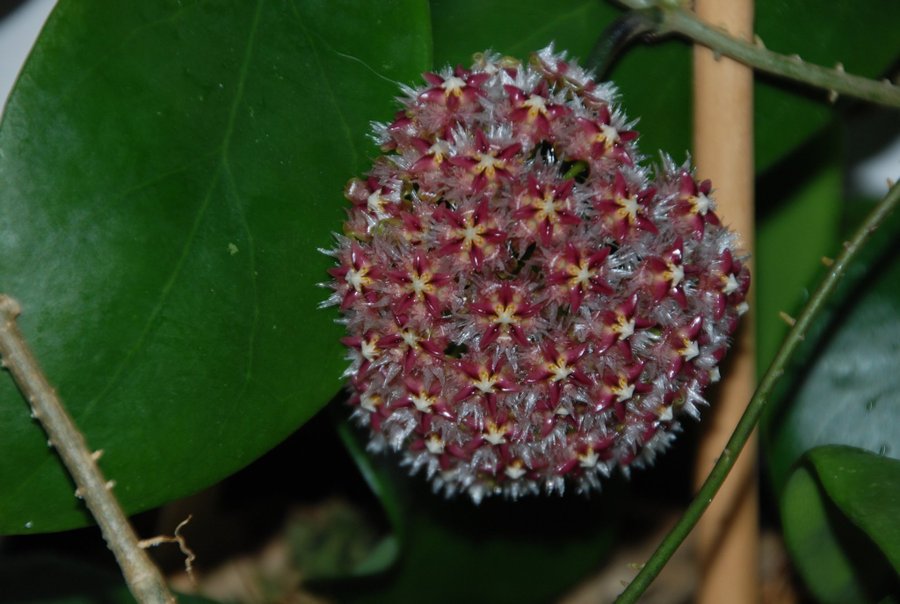 Hoya mindorensis red - Liten planta