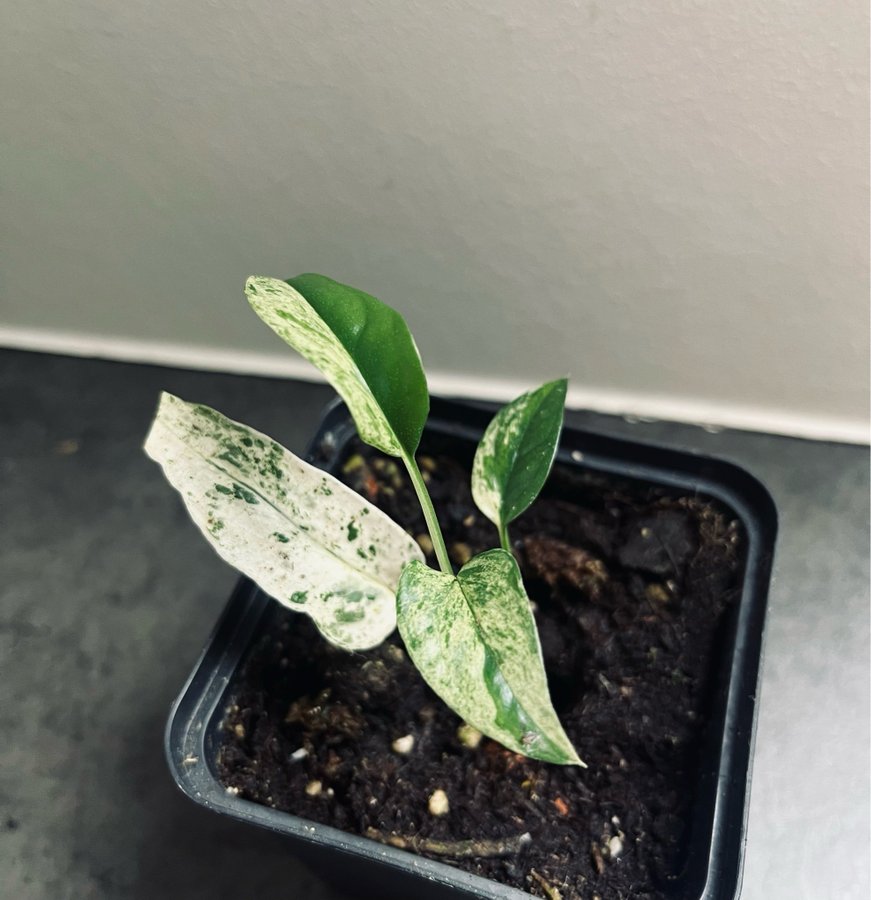 Epipremnum Cebu blue variegata