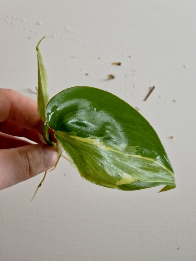 Philodendron Rio toppstickling