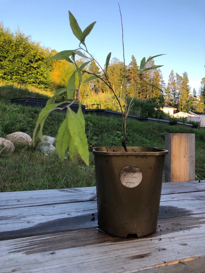 Gult goji gojibär sorten heter sweet Amber