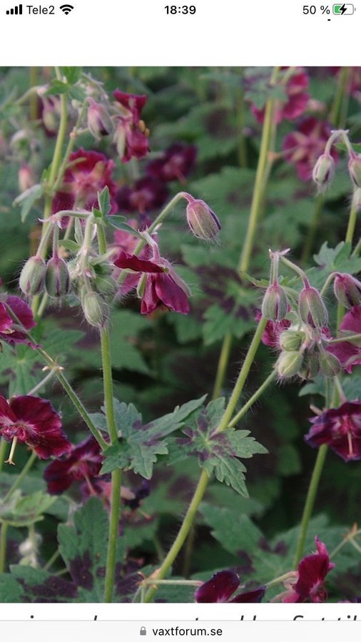 Näva med vinröda blommor planta