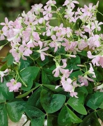 Oxalis triangularis 'Fanny' - Triangeloxalis - Rhizomer