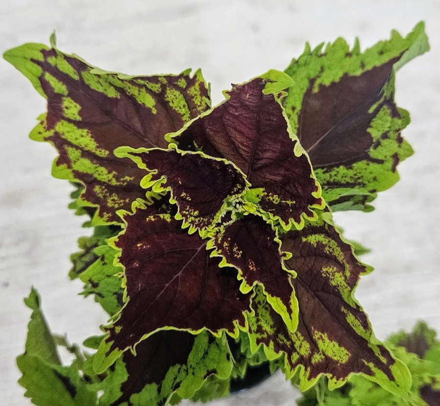 Palettblad Coleus Crown Jewel fin stickling