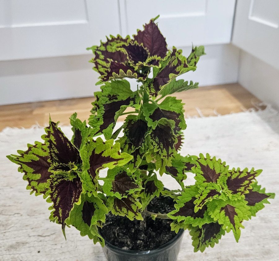 Palettblad Coleus Crown Jewel fin stickling