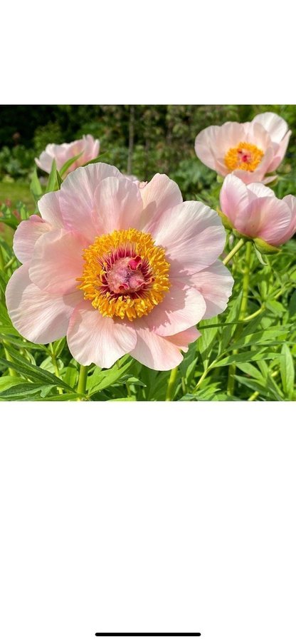 Vackra Pion Paeonia Nosegay