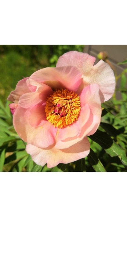 Vackra Pion Paeonia Nosegay