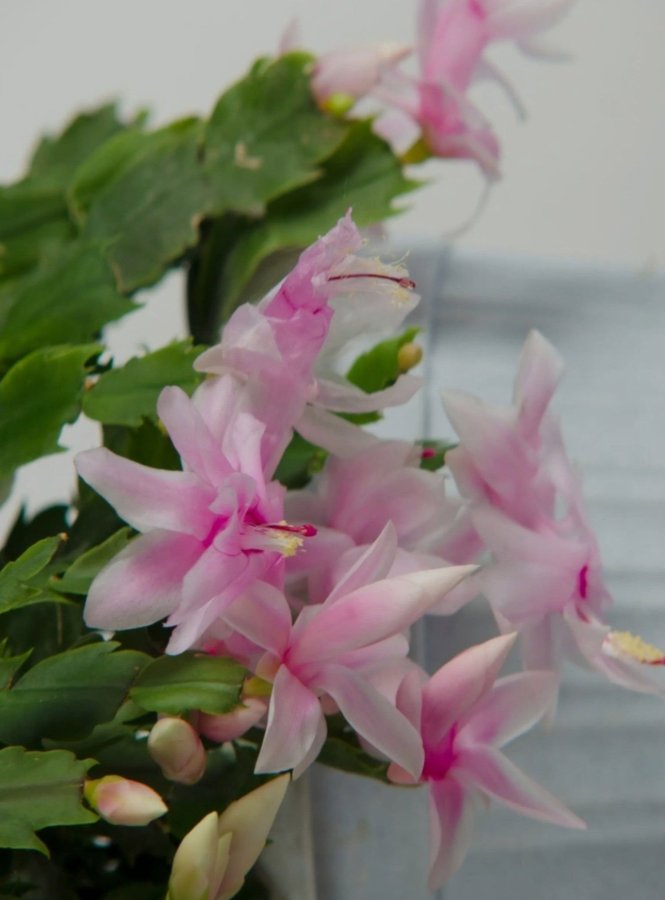 Välrotad stickling av novemberkaktus med rosa blommor