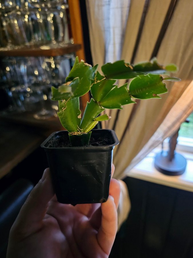 Välrotad stickling av novemberkaktus med rosa blommor