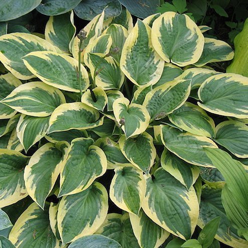 HOSTA 'BEDAZZLED' - PLANTA