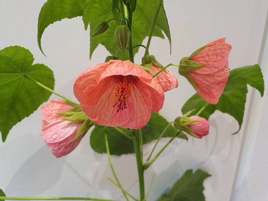 Blomsterlönn-Klockmalva, Abutilon pictum (Striatum) red veined, 3 sticklingar