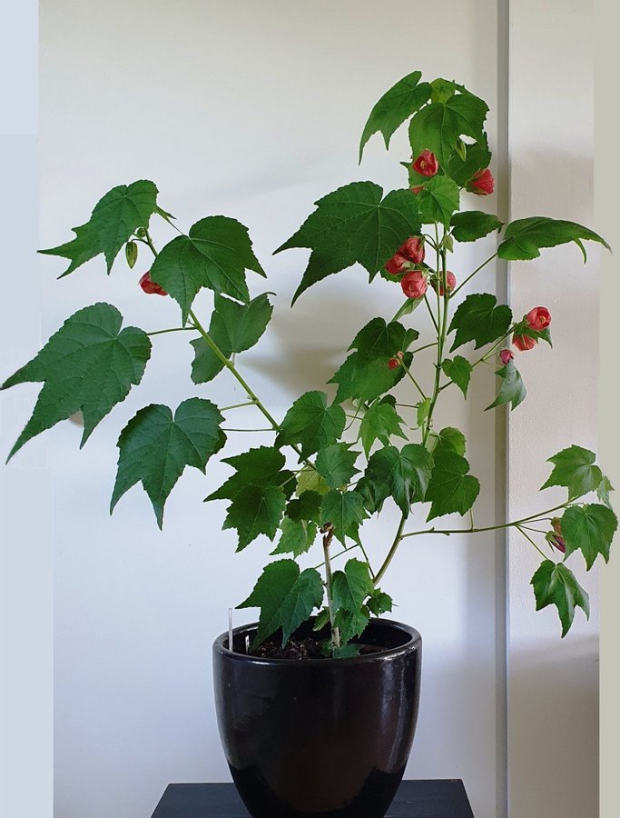 Blomsterlönn-Klockmalva, Abutilon pictum (Striatum) red veined, 3 sticklingar