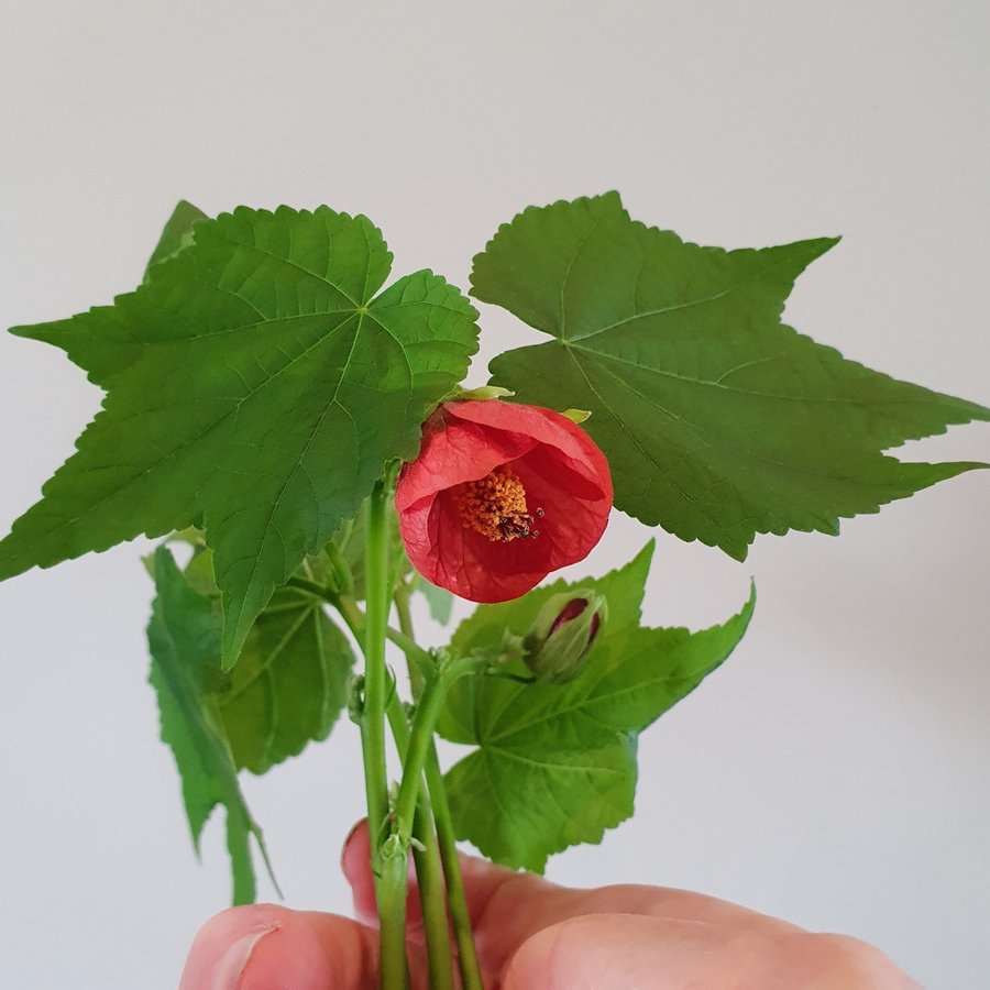 Blomsterlönn-Klockmalva, Abutilon pictum (Striatum) red veined, 3 sticklingar