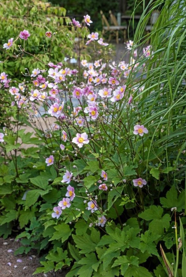 Anemone höst anemon