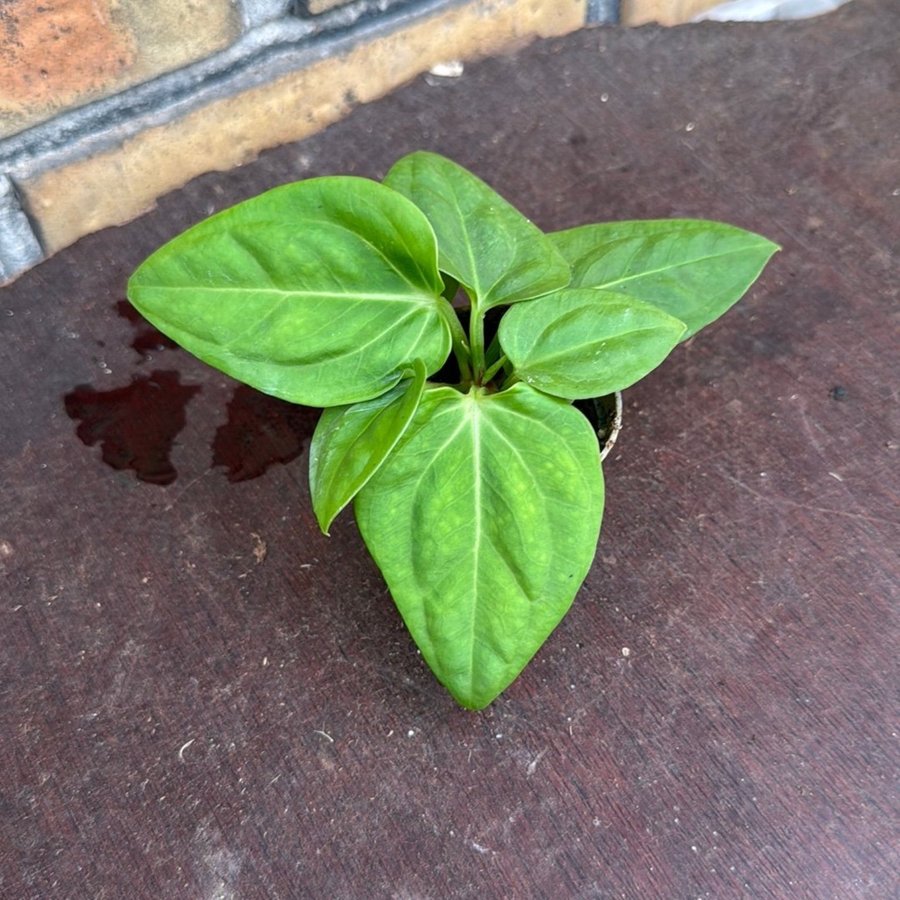 Anthurium Villeanorum