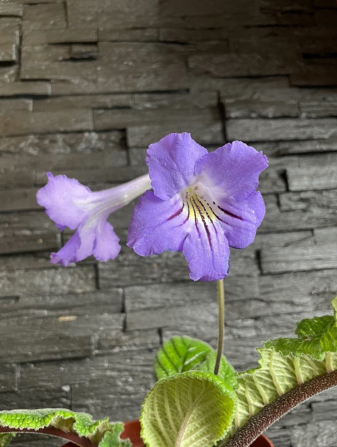 Streptocarpus av gammal sort