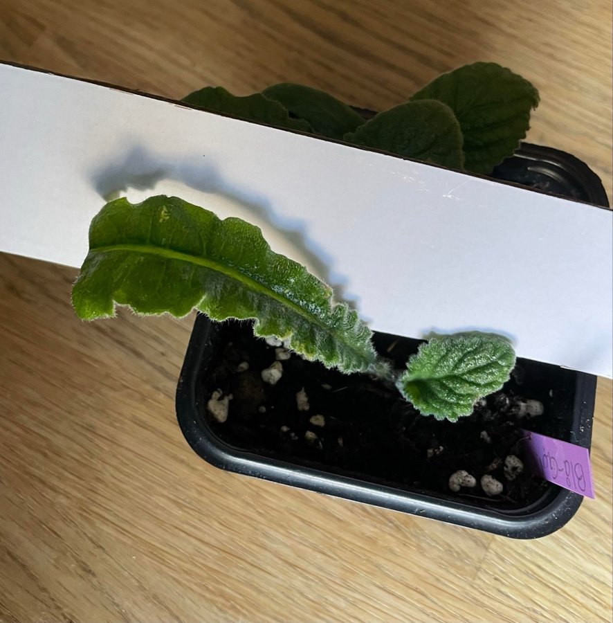 Streptocarpus av gammal sort