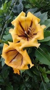 Solandra