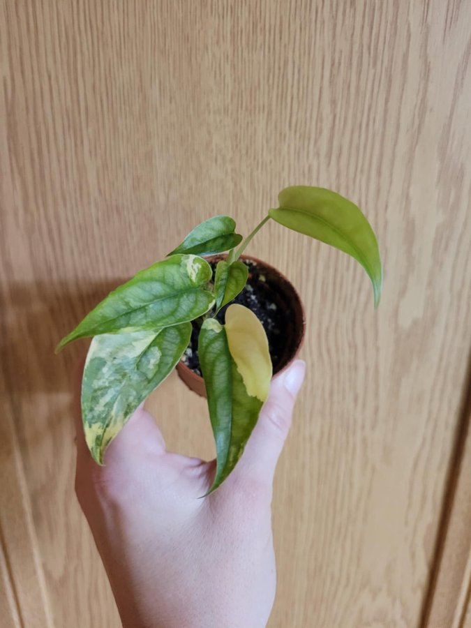 Monstera Siltepecana variegata