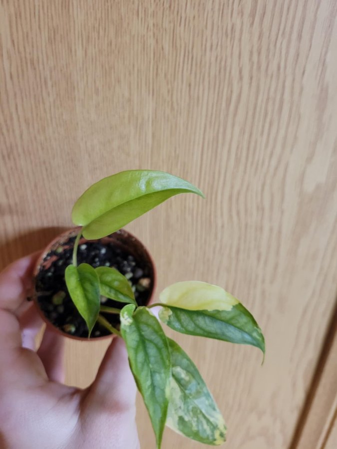 Monstera Siltepecana variegata