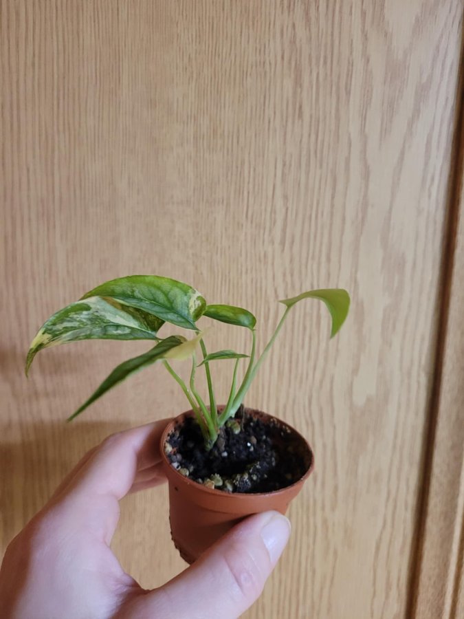 Monstera Siltepecana variegata