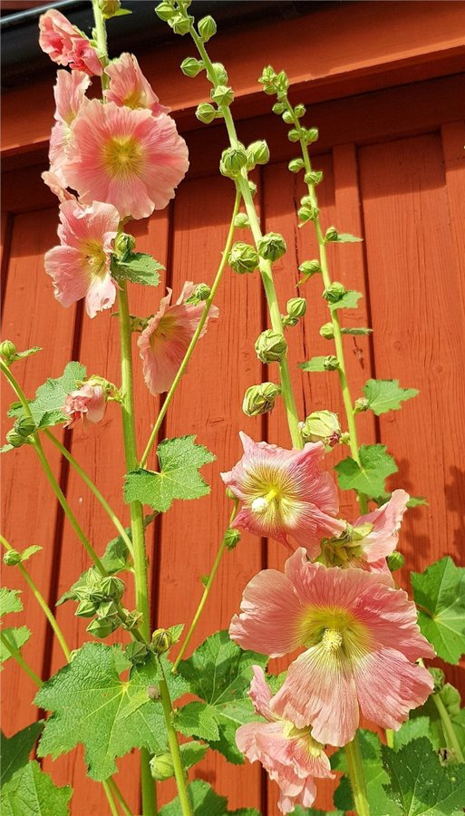 Gammelrosa stockros frön