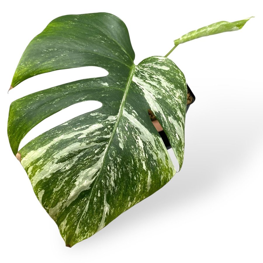 Monstera Deliciosa albo variegata small form syn Borsigiana #1