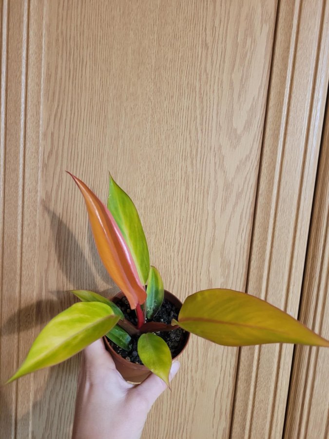 Philodendron firebird variegata