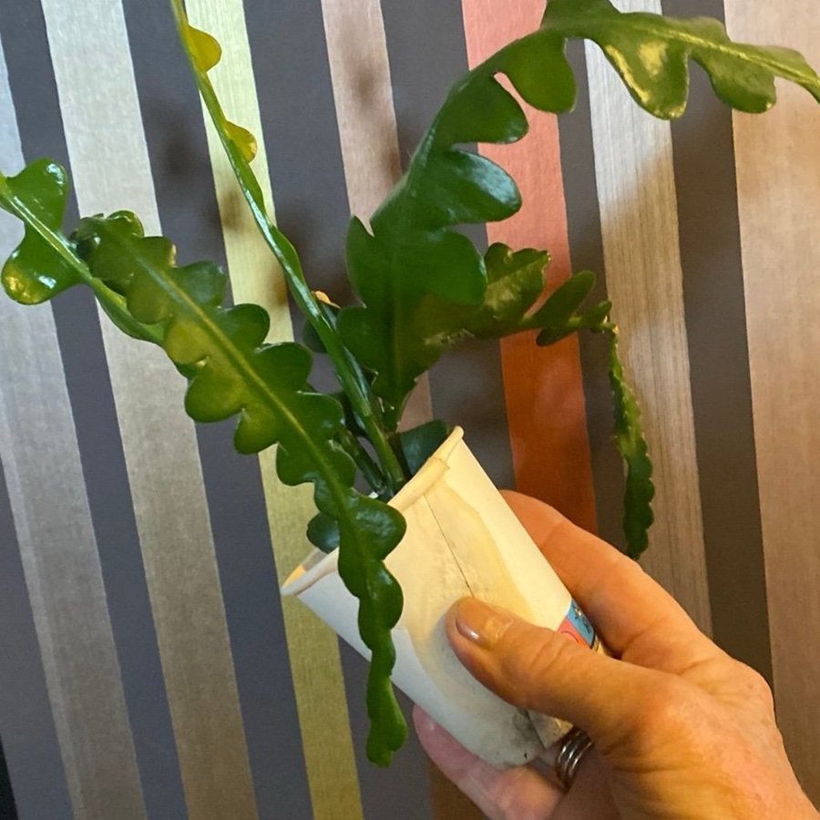 Sågtandskaktus rejäl finfin planta!!!