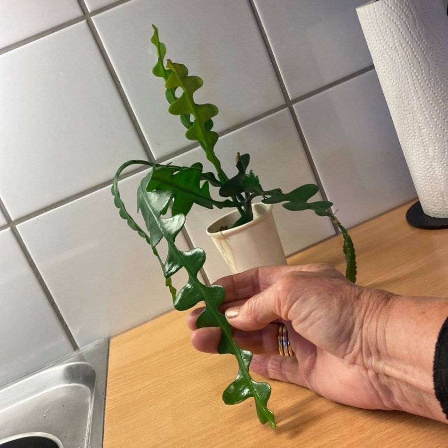 Sågtandskaktus rejäl finfin planta!!!