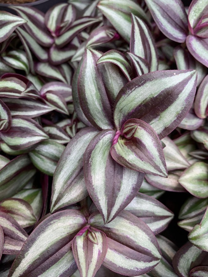 4 sticklingar av tradescantia Zebrablad