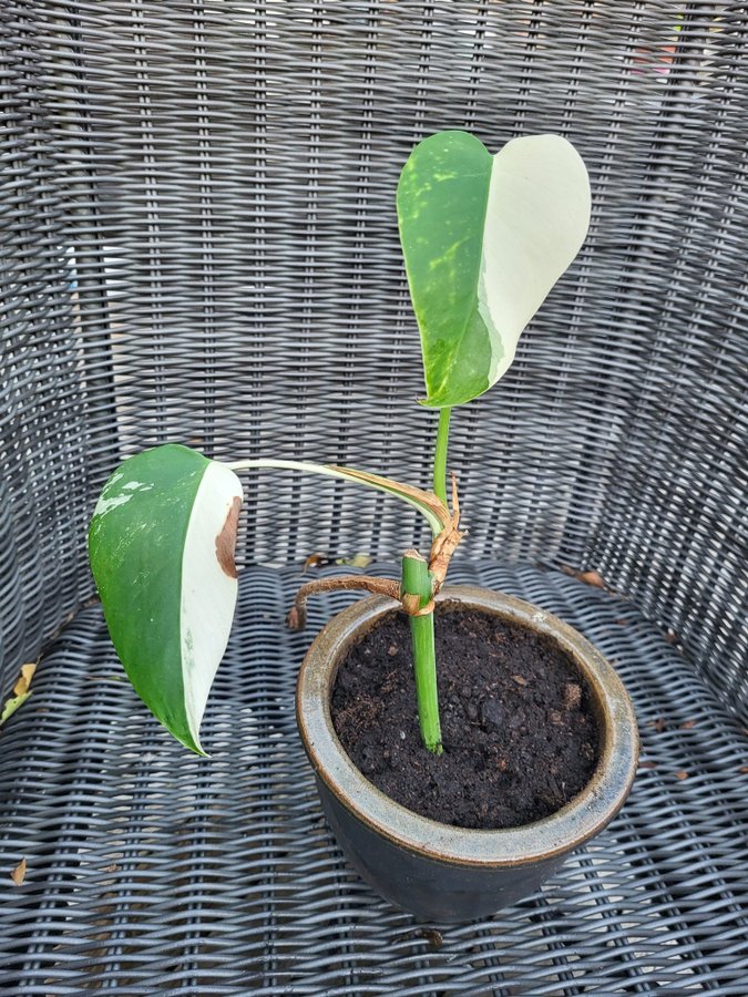 Monstera vareigata