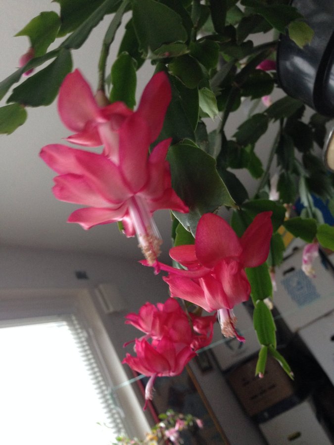 RÖD Schlumbergera Novemberkaktus OROTAT SKOTT