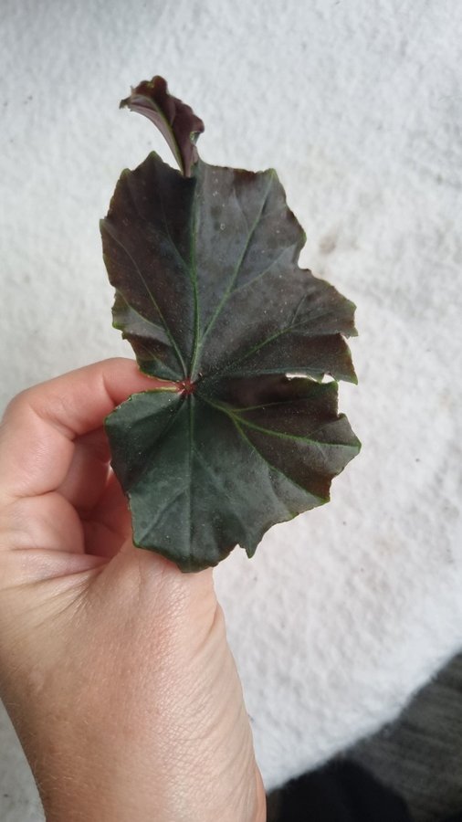 Begonia 'Arabian Sunset'