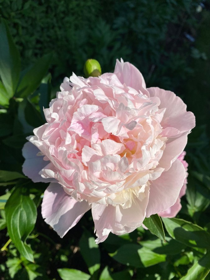 Pion Paeonia Sweet Sixteen 16 vacker som en bakelse