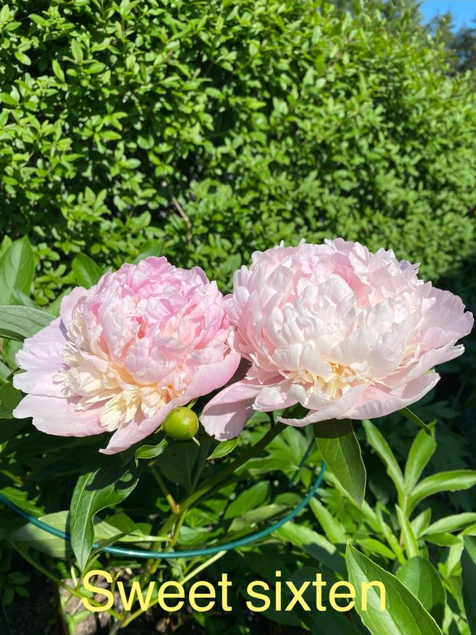 Pion Paeonia Sweet Sixteen 16 vacker som en bakelse